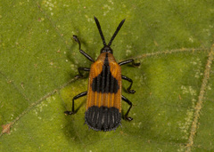 Oxychalepus balyanus