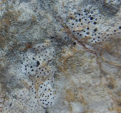 Bagliettoa calciseda