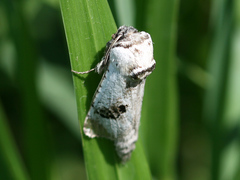 Parahypopta caestrum