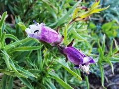 Penstemon leonensis