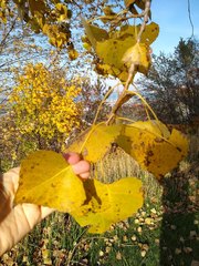Populus deltoides