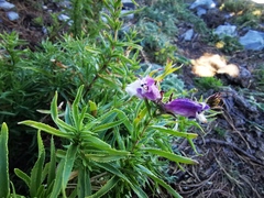 Penstemon leonensis