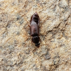 Anthophagini