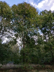 Fraxinus excelsior