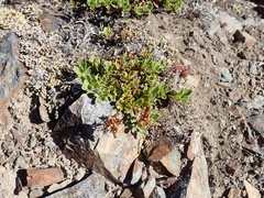 Penstemon davidsonii