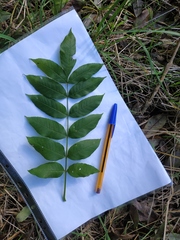 Fraxinus excelsior