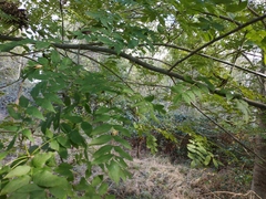 Fraxinus excelsior