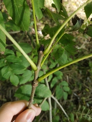 Fraxinus excelsior