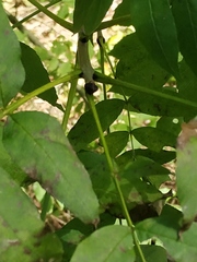 Fraxinus excelsior