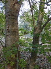 Fraxinus excelsior