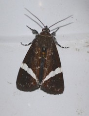 Coenotoca subaspersa