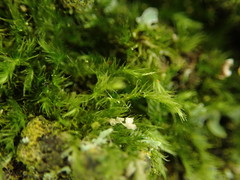 Rhynchostegiella tenella