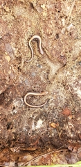 Plethodon cinereus