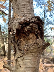 Neonectria ditissima