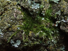 Rhynchostegiella tenella