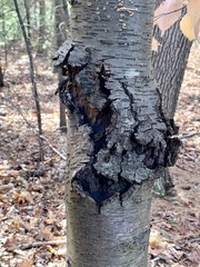 Neonectria ditissima