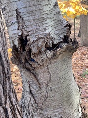 Neonectria ditissima