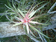 Tillandsia streptophylla