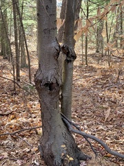 Neonectria ditissima