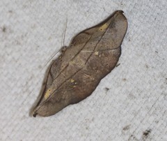 Xenomusa metallica