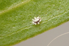 Ceroplastes cirripediformis