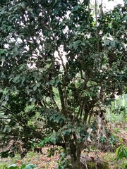 Osmanthus fragrans aurantiacus