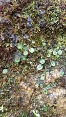 Marchantia macropora