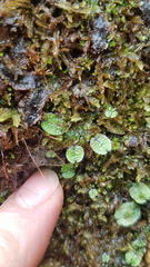 Marchantia macropora