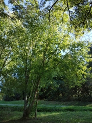 Acer saccharinum