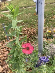 Linum grandiflorum