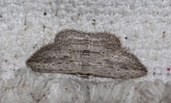 Scopula desita