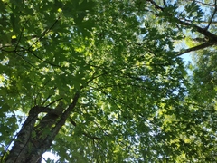 Acer saccharinum