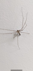 Pholcus phalangioides