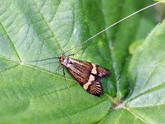 Nemophora degeerella