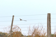 Tyrannus savana