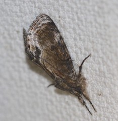 Zalissa catocalina