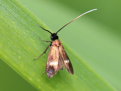 Cauchas fibulella