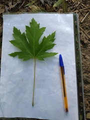 Acer saccharinum