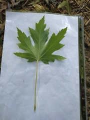 Acer saccharinum