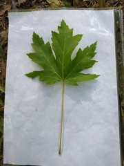 Acer saccharinum