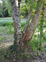 Acer saccharinum