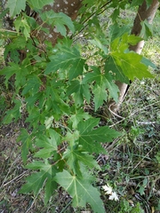 Acer saccharinum