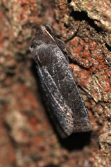 Conistra ligula