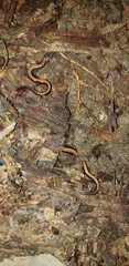 Plethodon cinereus