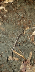 Plethodon cinereus