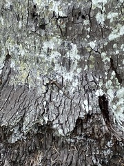 Emoia cyanura