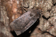 Conistra ligula