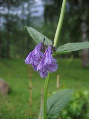 Nepeta sibirica