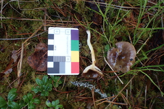 Hygrophorus hypothejus