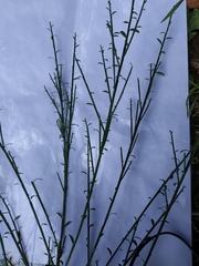 Cytisus scoparius